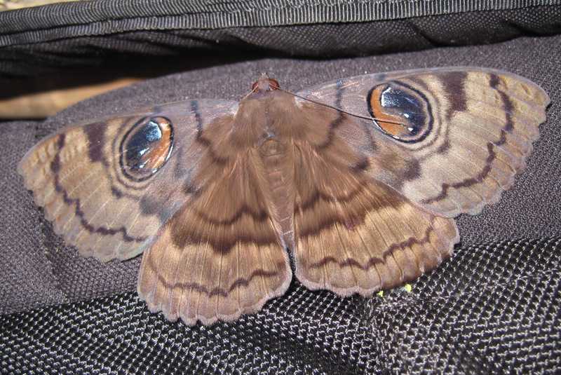 owl moth Erebus nyctaculis liloc tanay rizal philippines