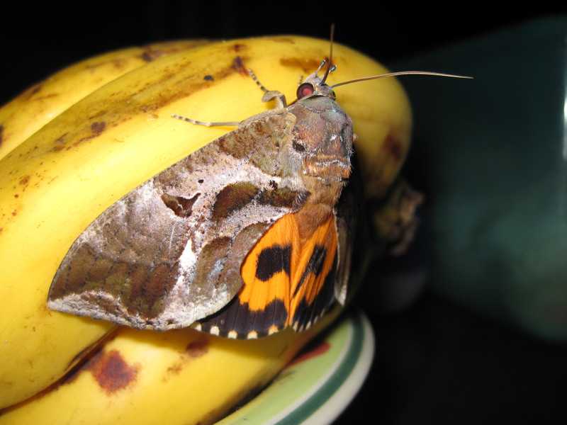 Common Fruit-Piercing Moth Eudocima phalonia tanay rizal philippines
