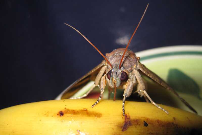 Common Fruit-Piercing Moth Eudocima phalonia tanay rizal philippines