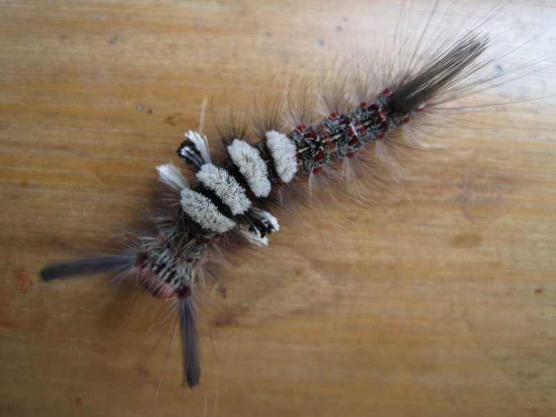 The caterpillar of a species of Tussock Moth (Orgyiini tribe) at Lilok Farm tanay rizal philippines